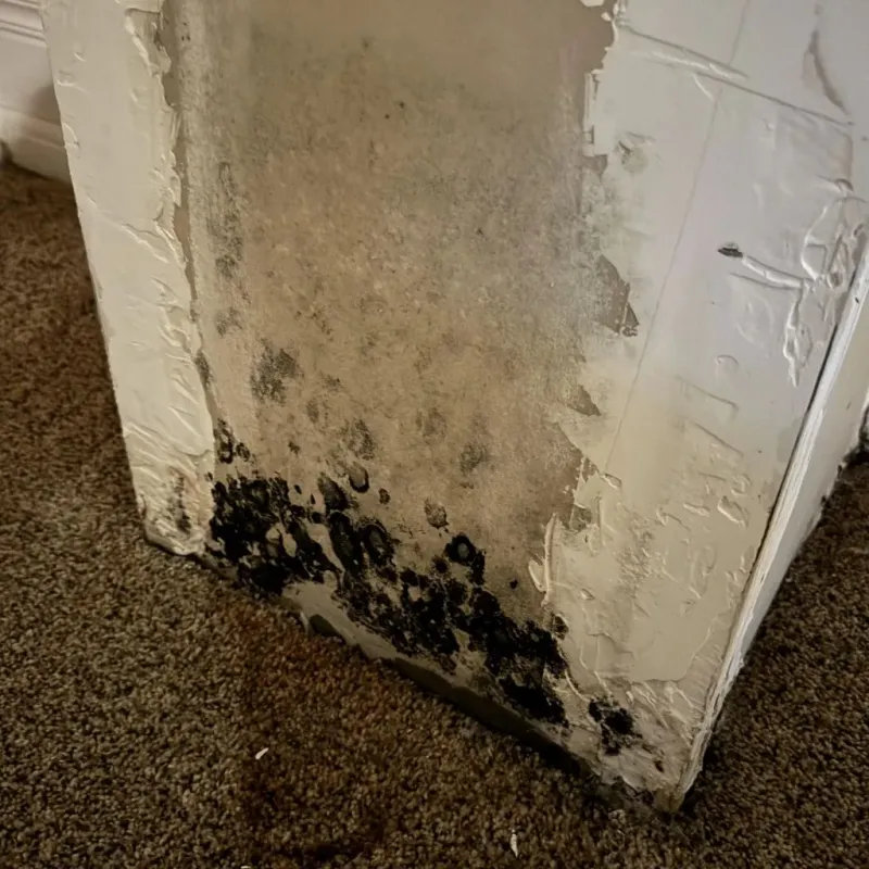 Professional Mold Removal in Mascot, TN